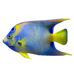 Purchase HumpHead Queen Angelfish