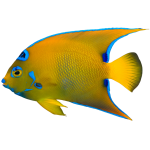 Get HumpHead Queen Angelfish