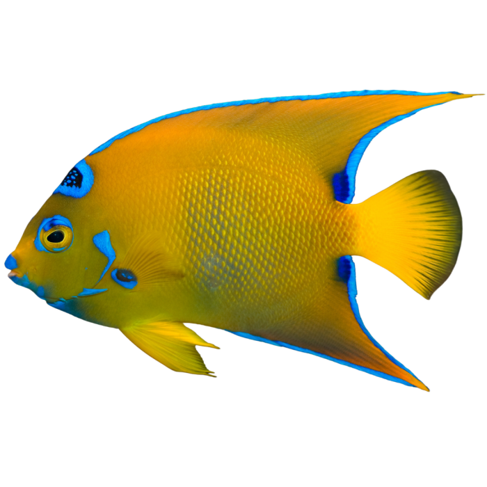 Get HumpHead Queen Angelfish
