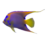 HumpHead Queen Angelfish on Sale