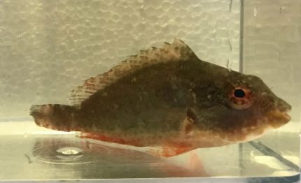 Buy Red Banded Parrotfish