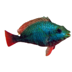 Get Red Banded Parrotfish