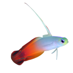 Red Firefish on Sale