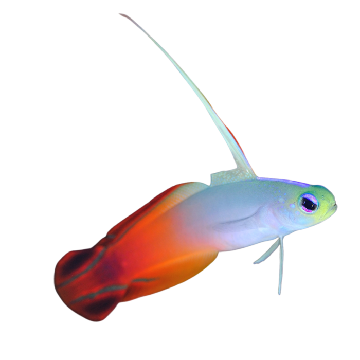 Red Firefish on Sale