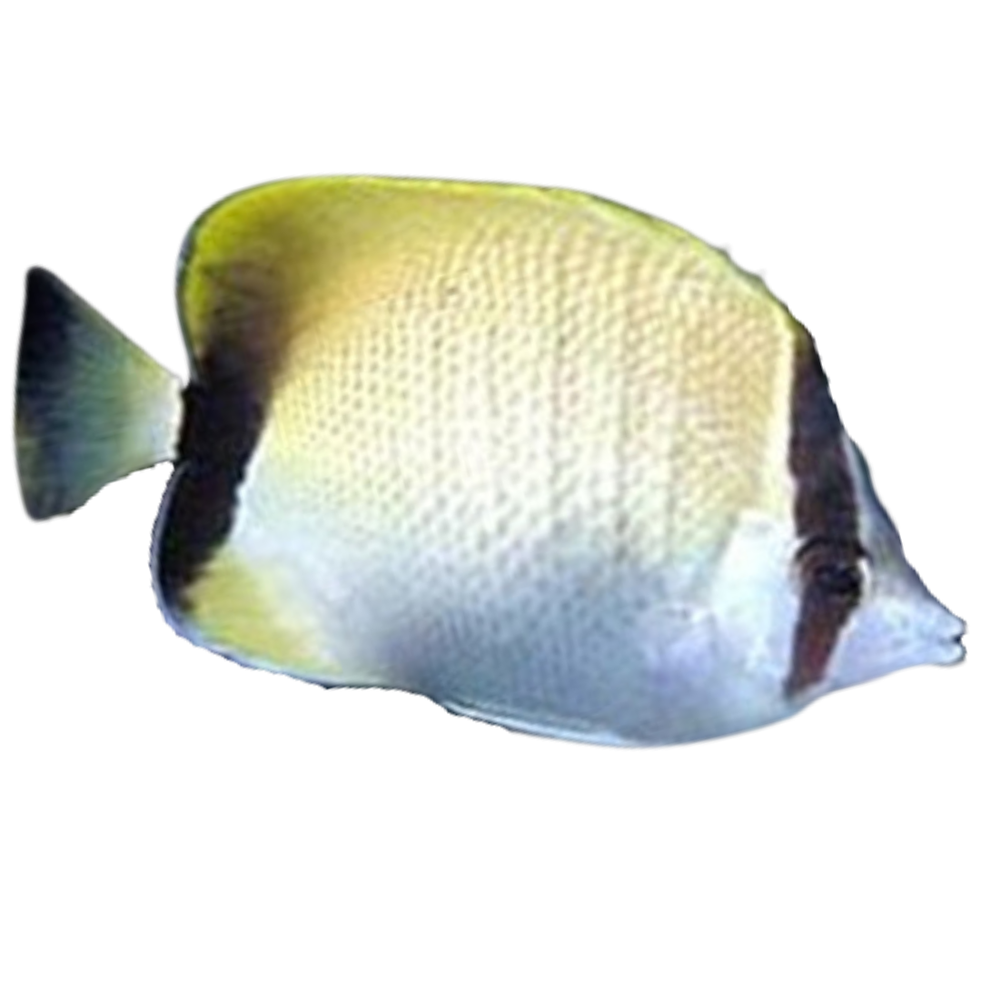 reefbutterfly_0b60515d-0d45-420a-bef8-421934cbf166