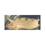 Buy Rhino Blenny