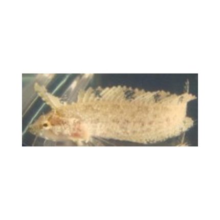 Buy Rhino Blenny