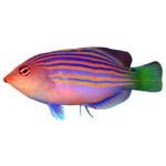 Buy Sixline Wrasse