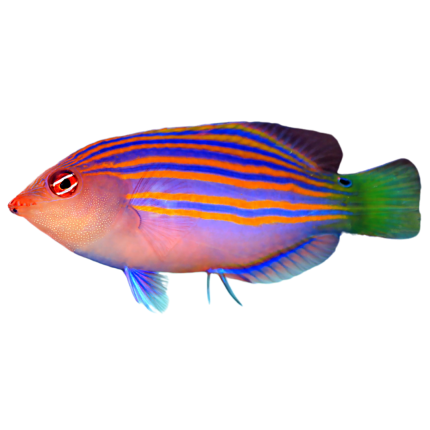 Buy Sixline Wrasse