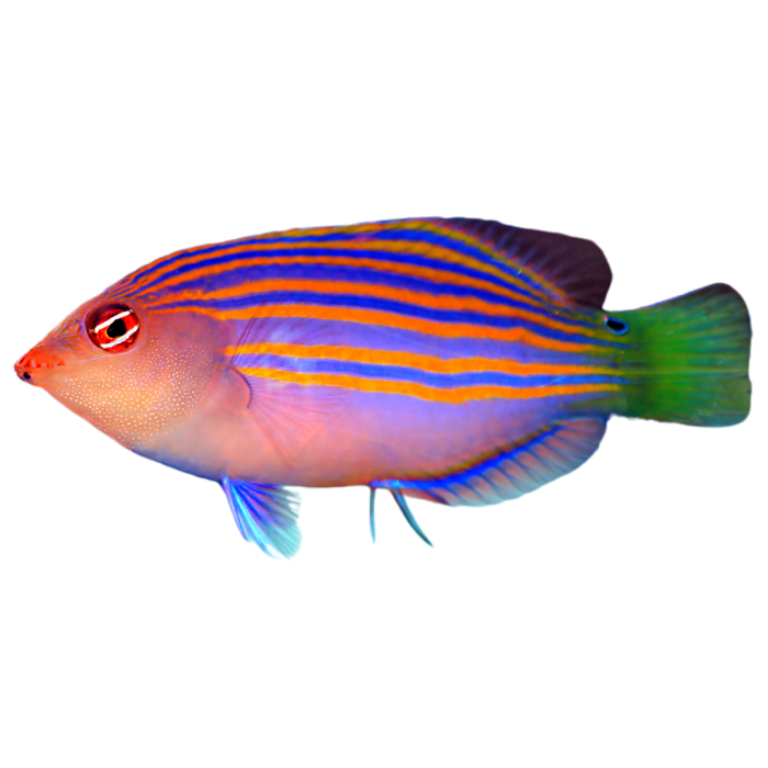 Buy Sixline Wrasse