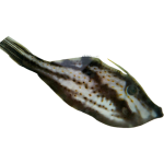 Buy Slender Orange Spot File