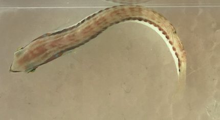 Slipdick Wrasse (Small)