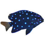 Shop Jewel Damsels