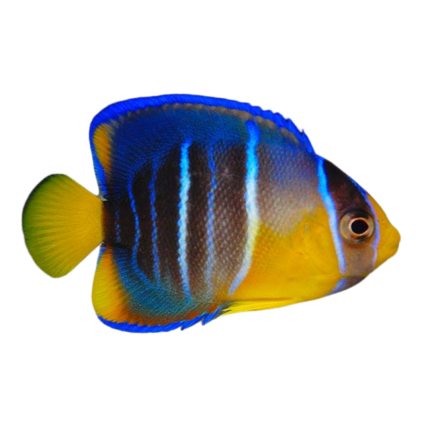 Buy Blue Angelfish