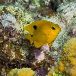 Buy Orange Damsels