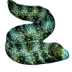 Snowflake Eel (small/medium)