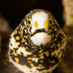 Snowflake Eel (small/medium)