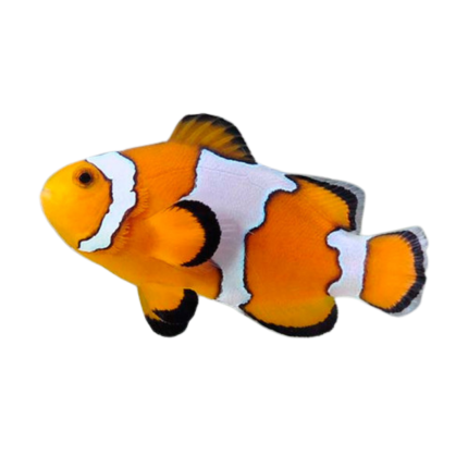Tank Raised Snowflake Clownfish