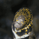 Snowflake Eel (small/medium)