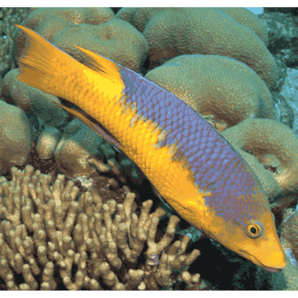 Spanish Hogfish (Medium 3-5 inches)