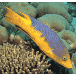 Spanish Hogfish (Small 1-3 inches)