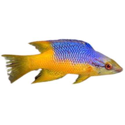 Buy Spanish Hogfish