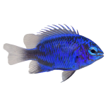 Buy Springeri Damsel