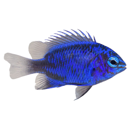 Buy Springeri Damsel