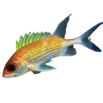 Get Dusky Squirrelfish