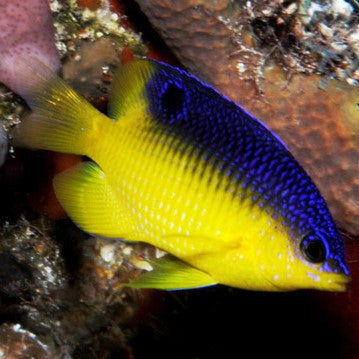 stegastes_leucostictus_coz_2__48819__78147-1678398628-1280-1280