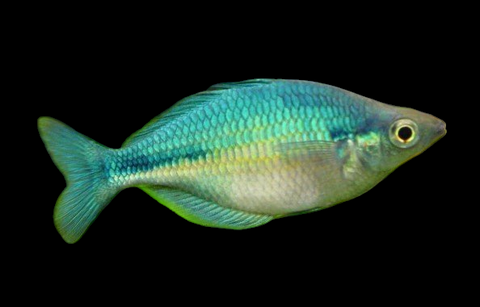 turquoisrainbowfish2-1-1-1-photoroom_large