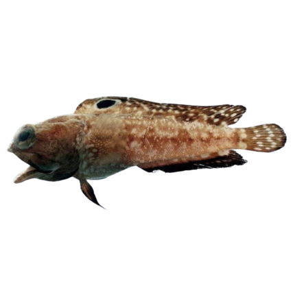 Buy Spot Fin Jawfish