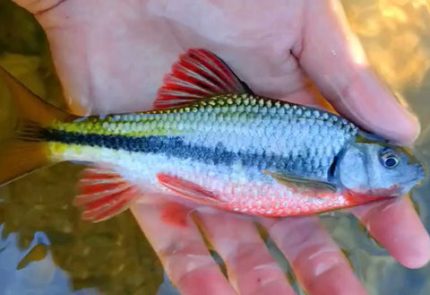 Red Fin Torpedo Barb (Acrossocheilus fasciatus)