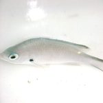Buy Yellow Edge Chromis