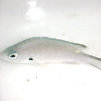 Buy Yellow Edge Chromis