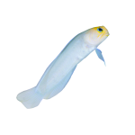 Buy Yellowhead (Pearly) Jawfish
