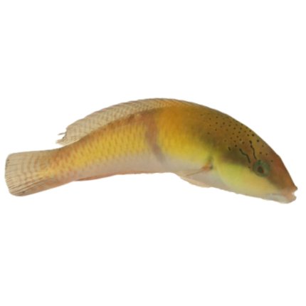 Yellowhead Wrasse (large)