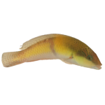 Get Yellowhead Wrasse