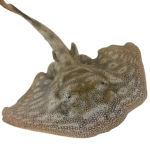Buy Yellow Stingray