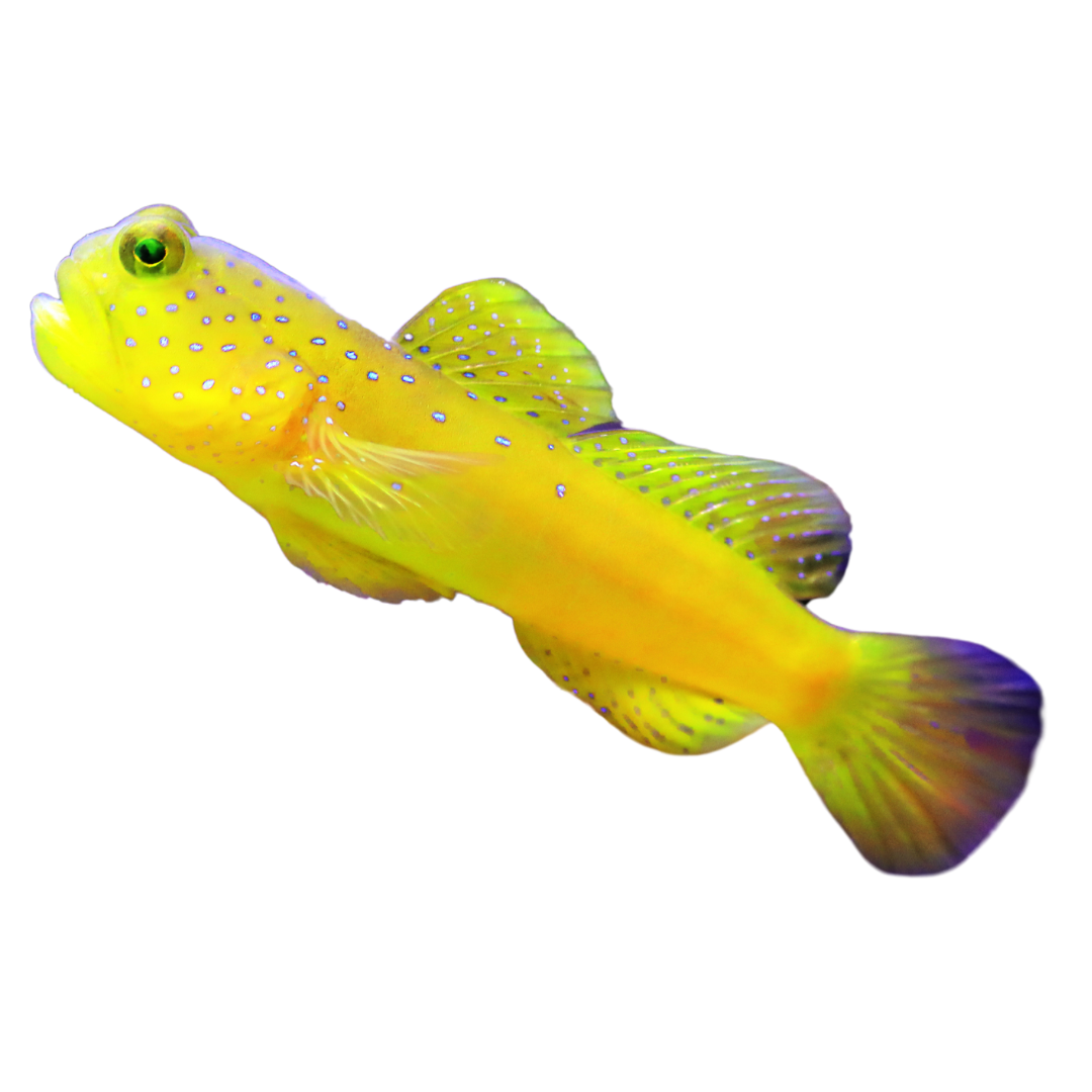yellowwatchman